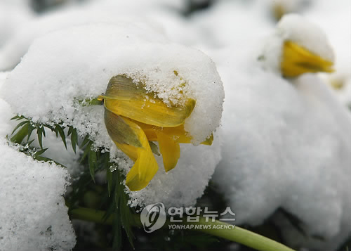 (제주=연합뉴스) 김호천 기자 = 10일 제주시 한라수목원에서 활짝 피었던 복수초꽃이 꽃샘추위가 몰고온 동장군의 기승에 눌려 눈을 뒤집어 쓴 채 생기 잃은 모습을 보이고 있다. 2010.3.10 khc@yna.co.kr